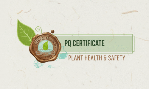 Gemini_Generated_Image_gyjpnsgyjpnsgyjp